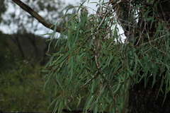 Corymbia tessellaris