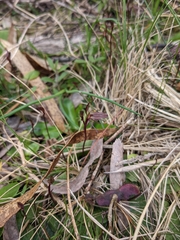 Cyrtostylis reniformis