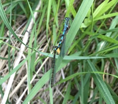 Coenagrion hastulatum