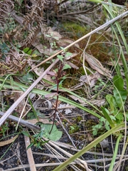 Cyrtostylis reniformis