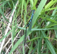 Coenagrion hastulatum