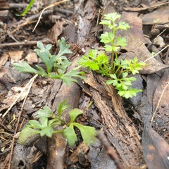 Xanthosia dissecta