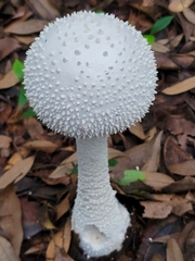 Amanita virgineoides