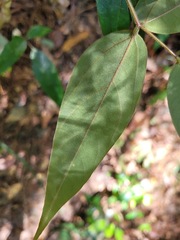 Mucuna macrocarpa