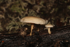 Agaricomycetes