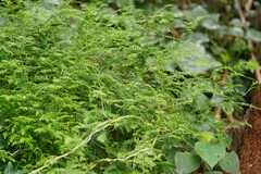 Asparagus scandens