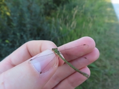 Lestes virens