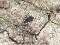 Eumorphus quadriguttatus