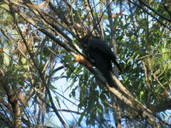 Calyptorhynchus lathami