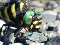 Anotogaster sieboldii sieboldii