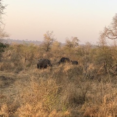 Syncerus caffer caffer