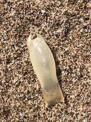 Scyliorhinus canicula