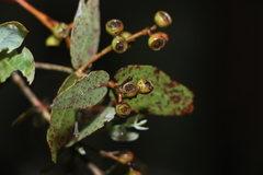 Eucalyptus melanophloia