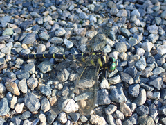 Anotogaster sieboldii sieboldii