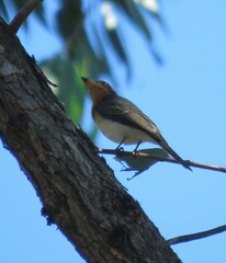 Myiagra rubecula