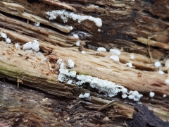 Ceratiomyxa
