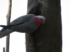 Eolophus roseicapilla