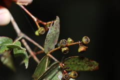 Eucalyptus melanophloia