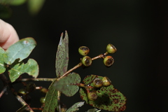 Eucalyptus melanophloia