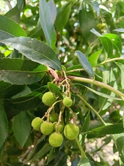 Arbutus unedo