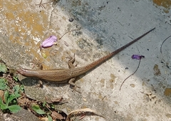 Eutropis multifasciata