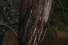 Eucalyptus melanophloia