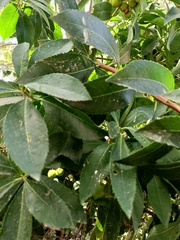 Arbutus unedo