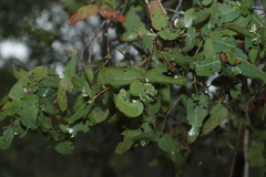 Eucalyptus melanophloia
