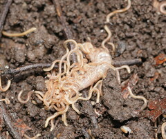 Blaniulidae