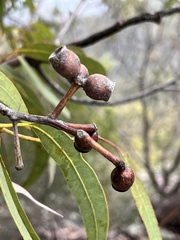 Corymbia eximia