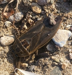 Lethocerus patruelis