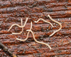 Blaniulidae