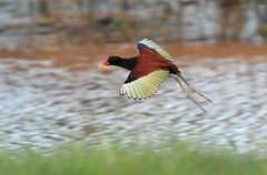 Jacana jacana
