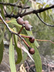 Corymbia eximia