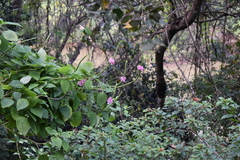 Stachytarpheta