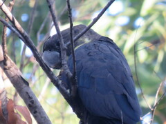 Calyptorhynchus lathami
