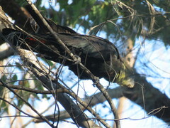 Calyptorhynchus lathami