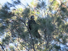 Calyptorhynchus lathami