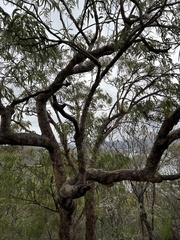 Corymbia eximia