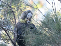 Calyptorhynchus lathami