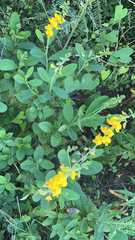Crotalaria spectabilis