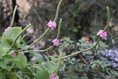 Stachytarpheta
