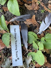 Columba livia domestica