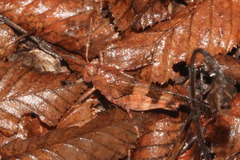 Oedipoda