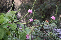 Stachytarpheta