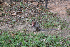 Macaca radiata