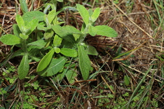Pterocaulon redolens