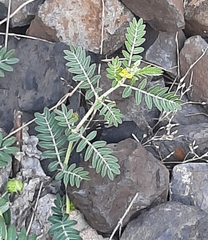 Tribulus terrestris