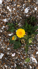 Calendula officinalis