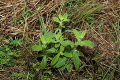 Pterocaulon redolens